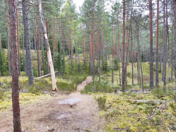 Pēterezera dabas taka
