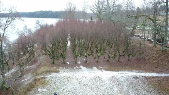 Katvaru muižas parks