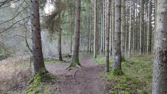 Viesatas upesloku taka