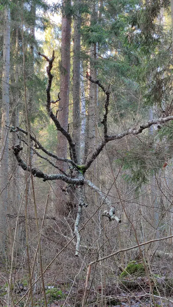 Viesatas upesloku taka