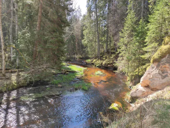 Kalēja ala