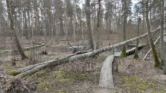 Tērvetes māla krauja
