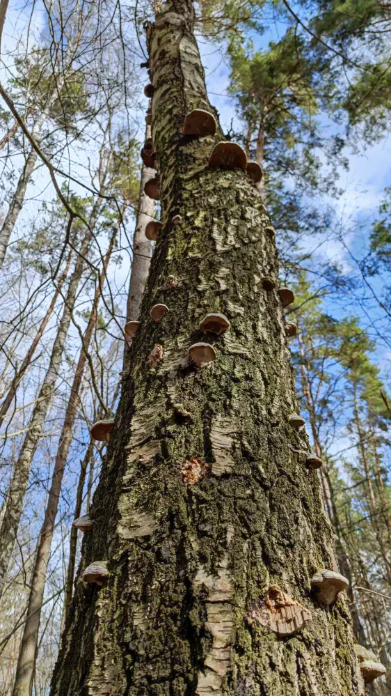 Tērvetes māla krauja