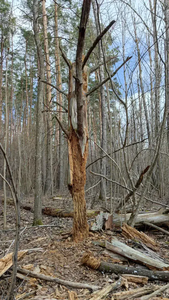 Tērvetes māla krauja