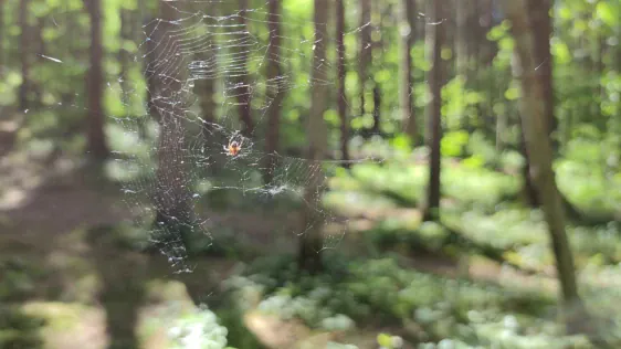 Pokaiņi